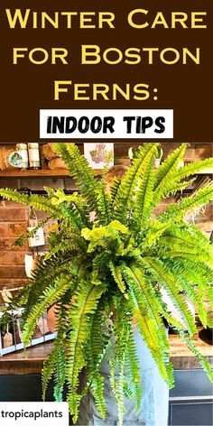 a potted plant sitting on top of a table with text overlay that reads winter care for boston ferns indoor tips