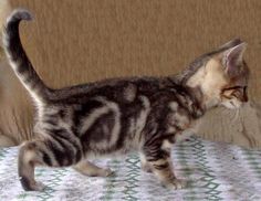 a small kitten walking on top of a bed