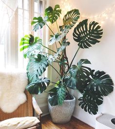 a houseplant in a pot on the floor next to a chair and window