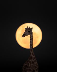 a giraffe standing in front of a full moon with its head turned to the side