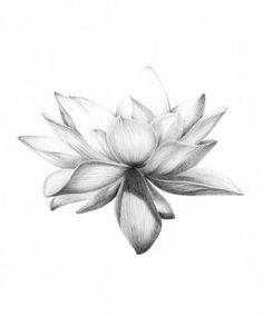 a black and white drawing of a flower