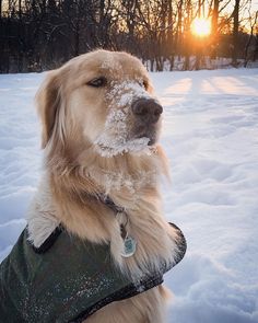 a golden retriever in the snow wearing a green coat and looking at the camera