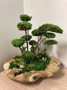 a wooden table topped with a tree stump filled with green plants and moss covered trees