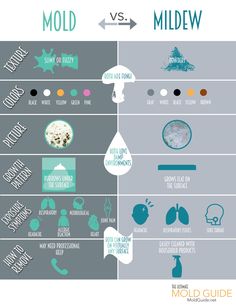 the differences between mold and midew infographical poster by micdquide