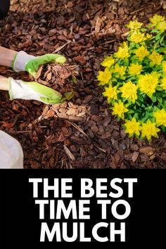 the best time to mulch is now