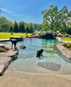 two dogs are playing in the water near rocks