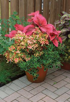 two potted plants with red and yellow flowers on the ground next to a wooden fence