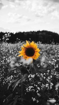 a black and white photo of a sunflower in the middle of a flower field