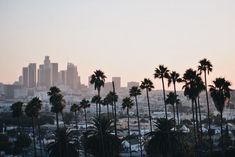 palm trees in front of a city skyline