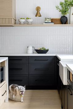 a dog standing in the middle of a kitchen with black cabinets and white counter tops