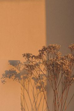 a vase with some flowers in it next to a wall and a shadow on the wall