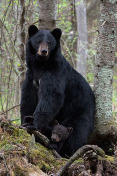 a large black bear standing next to a baby bear in the woods on a tree branch