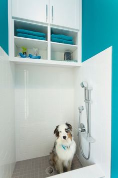 a dog sitting in the corner of a bathroom with blue walls and white cabinetry