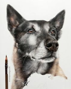 a pencil drawing of a dog's face and nose