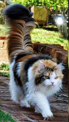 a cat is walking on the ground in front of a chain link fence and behind it are two pictures of cats