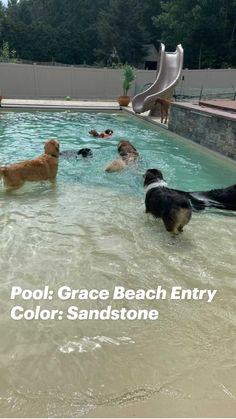 there are many dogs playing in the pool