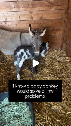 two baby donkeys standing next to each other on some hay in a barn with the caption i know a baby donkey they would solve all my problems