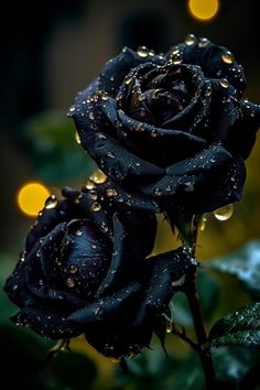 two black roses with water droplets on them