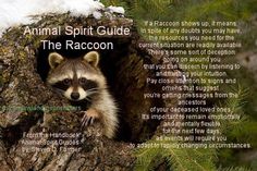 a raccoon is peeking out of a hole in a tree with the caption animal spirit guide