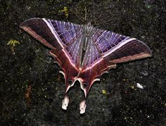 a large purple and black butterfly sitting on top of a dark ground covered in dirt