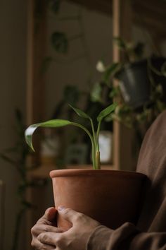 a person holding a potted plant in their hands