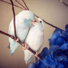 two white birds sitting on top of a tree branch next to blue flowers and branches