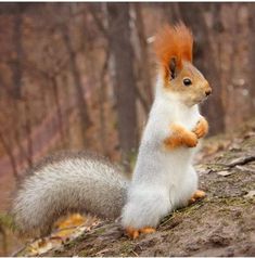 a squirrel is standing on its hind legs