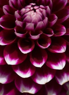 a close up view of the center of a large purple and white dahlia flower