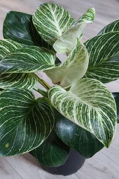 there is a green and white plant in the pot