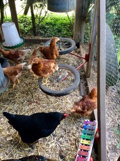 chickens and roosters in a chicken coop eating hay