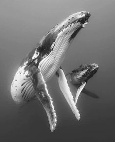 two humpback whales swimming in the ocean