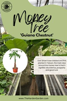 an advertisement for money tree in a greenhouse with the caption'money tree guana chestnutnut '