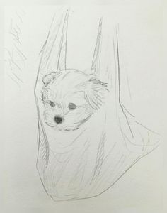 a pencil drawing of a dog peeking out from behind a curtain with its head sticking out