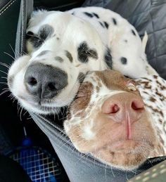 Dalmatian Aesthetic, Pets 3, Pretty Animals, Cute Animal Photos, Cute Creatures, Dogs And Cats, Cute Little Animals, Doberman