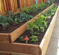 a garden bed with plants growing in it and a small gnome figurine on the side