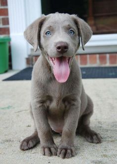 a dog sitting on the ground with its tongue out