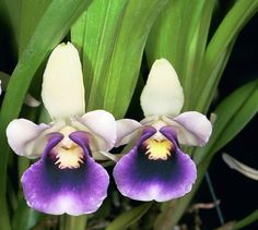 Cochleanthes Discolor Bloom Size Overgrown in Pot Multiple Growth...... 50 Shades of Aloha - Etsy