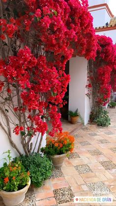 red flowers are growing on the side of a white wall and some potted plants