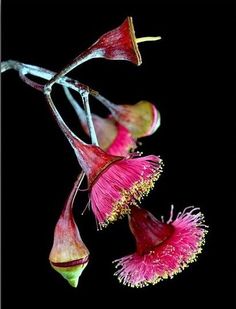 pink flowers with yellow stamens on black background