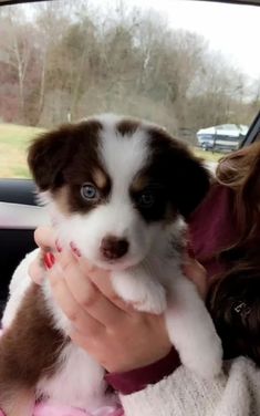 a woman holding a puppy in her lap while sitting in the back seat of a car