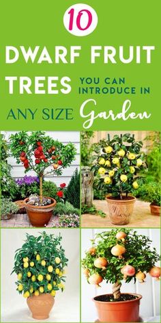 Potted Fruit Trees, Fruit Tree Garden, Growing Fruit Trees, Home Vegetable Garden, Potted Trees, Growing Fruit, Food Garden, Fruit Garden