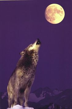 the wolf is looking up at the red moon