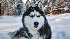 a husky dog with blue eyes sitting in the snow