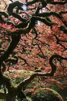 a large tree that is in the middle of some grass and trees with red leaves