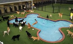 a group of dogs are playing in the pool at the dog park with their owners