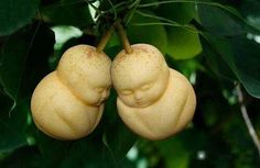 two pears hanging from a tree with green leaves