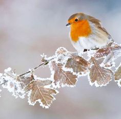 a small bird perched on top of a branch covered in snow and frosted leaves