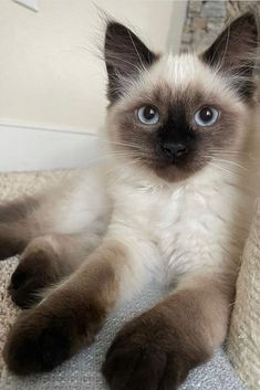 a siamese cat is laying on the floor looking at the camera with blue eyes