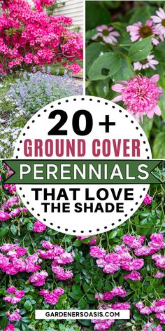 some pink flowers and green plants with the words 20 ground cover perennials that love the shade