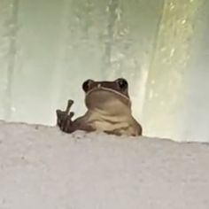 a frog that is sitting on the ground